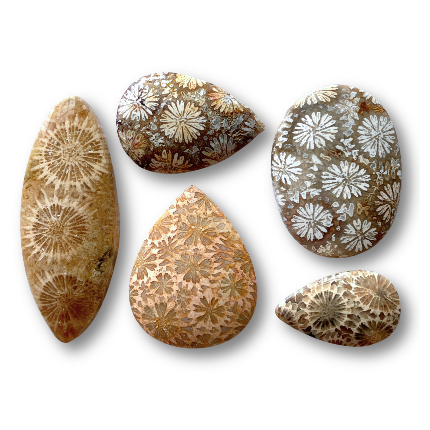 Fossil Coral Cabochons