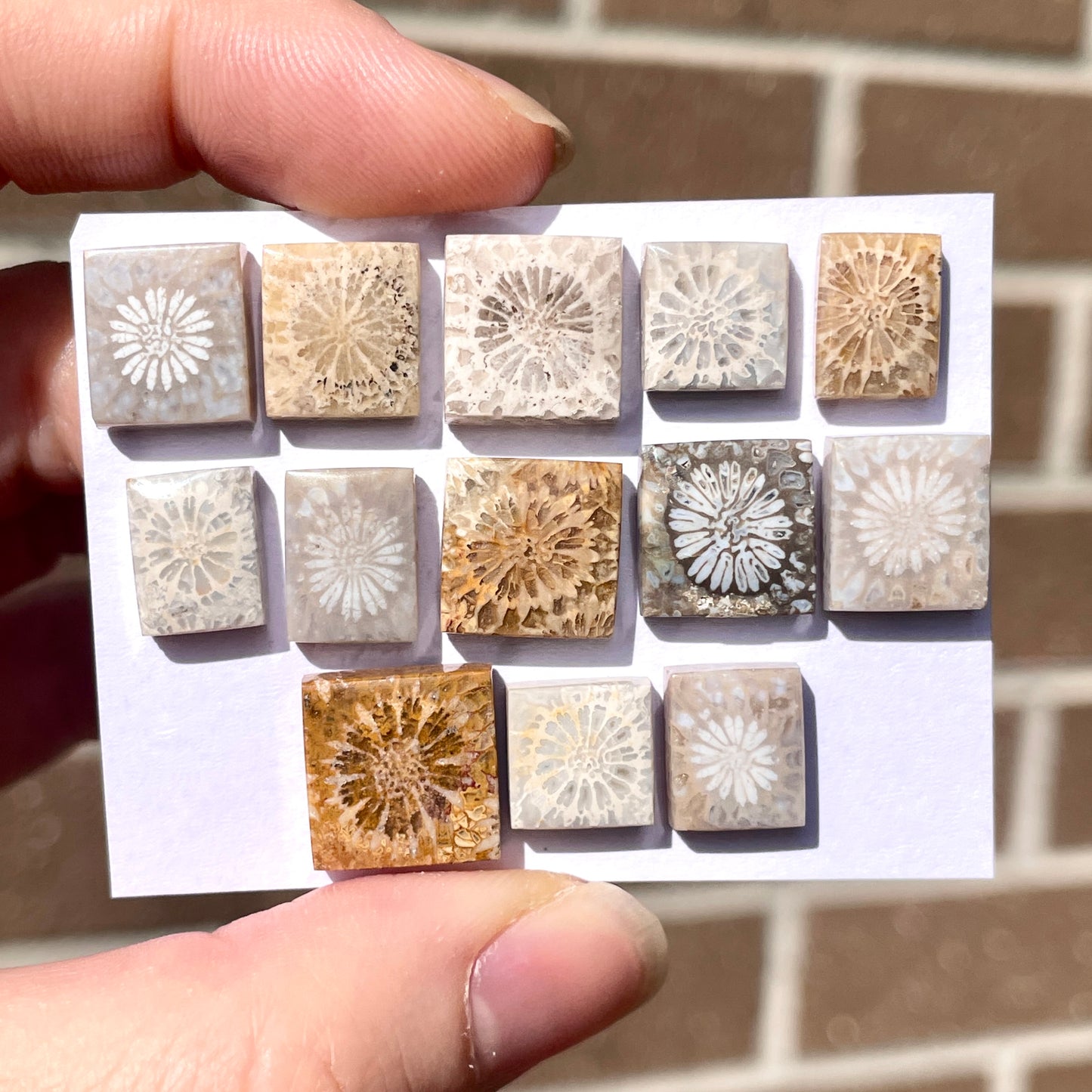 9-13mm Fossilized (Fossil) Coral Rectangle/Square Cabochon Smooth - Choose your Stone (W8)