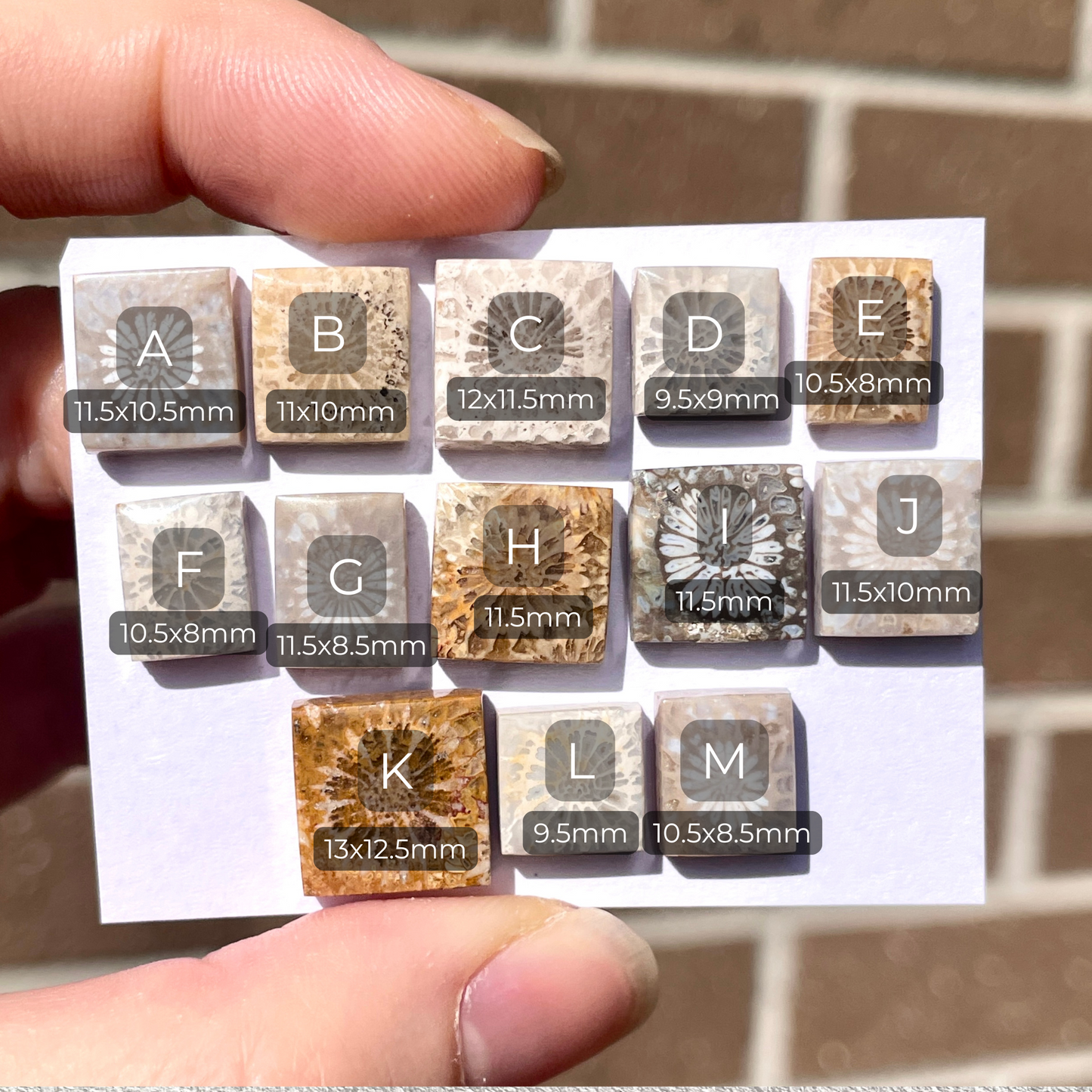 9-13mm Fossilized (Fossil) Coral Rectangle/Square Cabochon Smooth - Choose your Stone (W8)