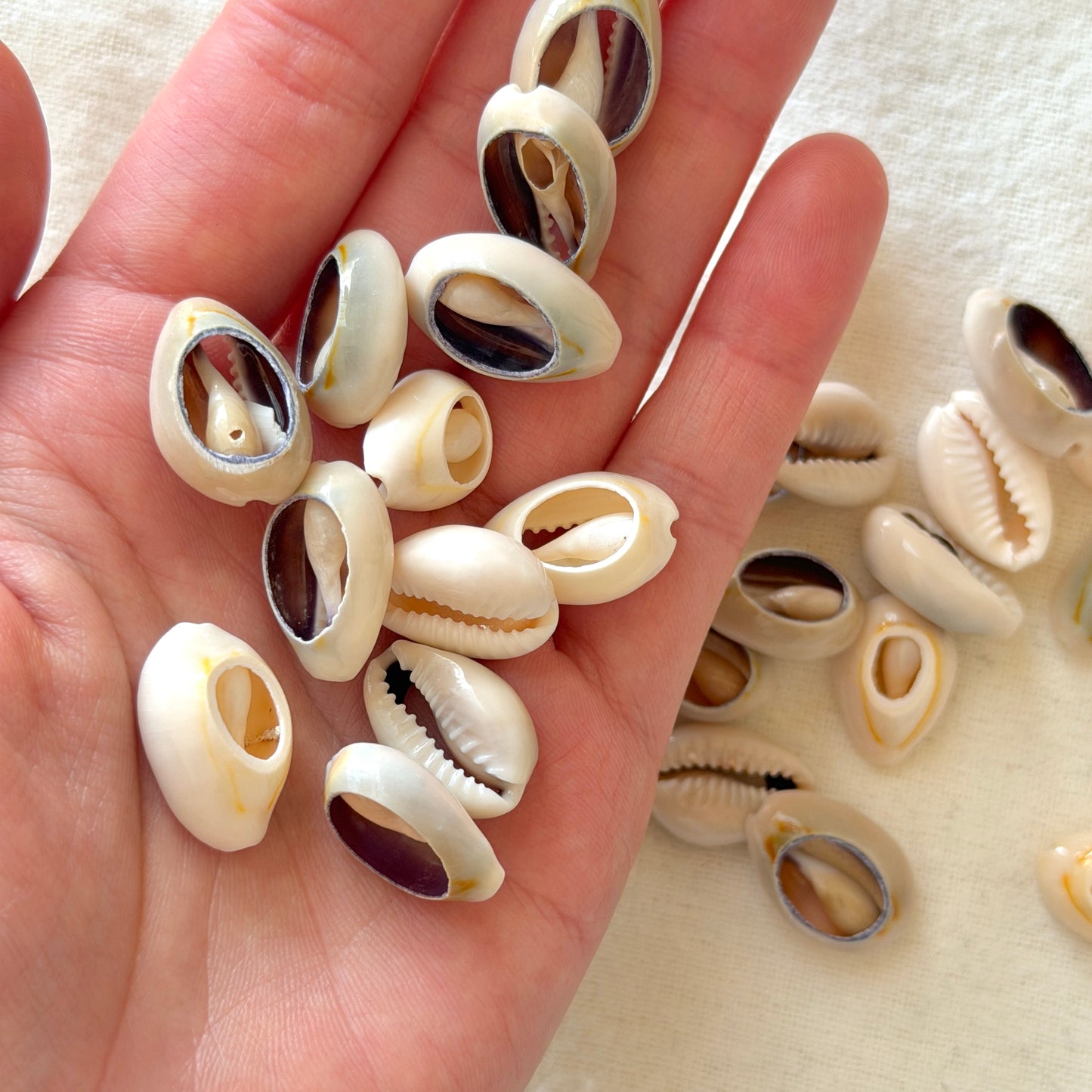 17-22mm Cowrie Shells - Mixed Set of 3 (W15)