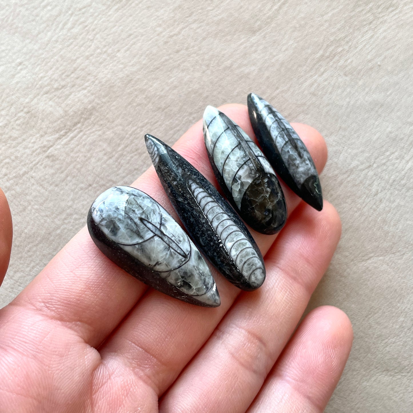 Orthoceras Fossil Cabochon - Choose your Stone (W2)