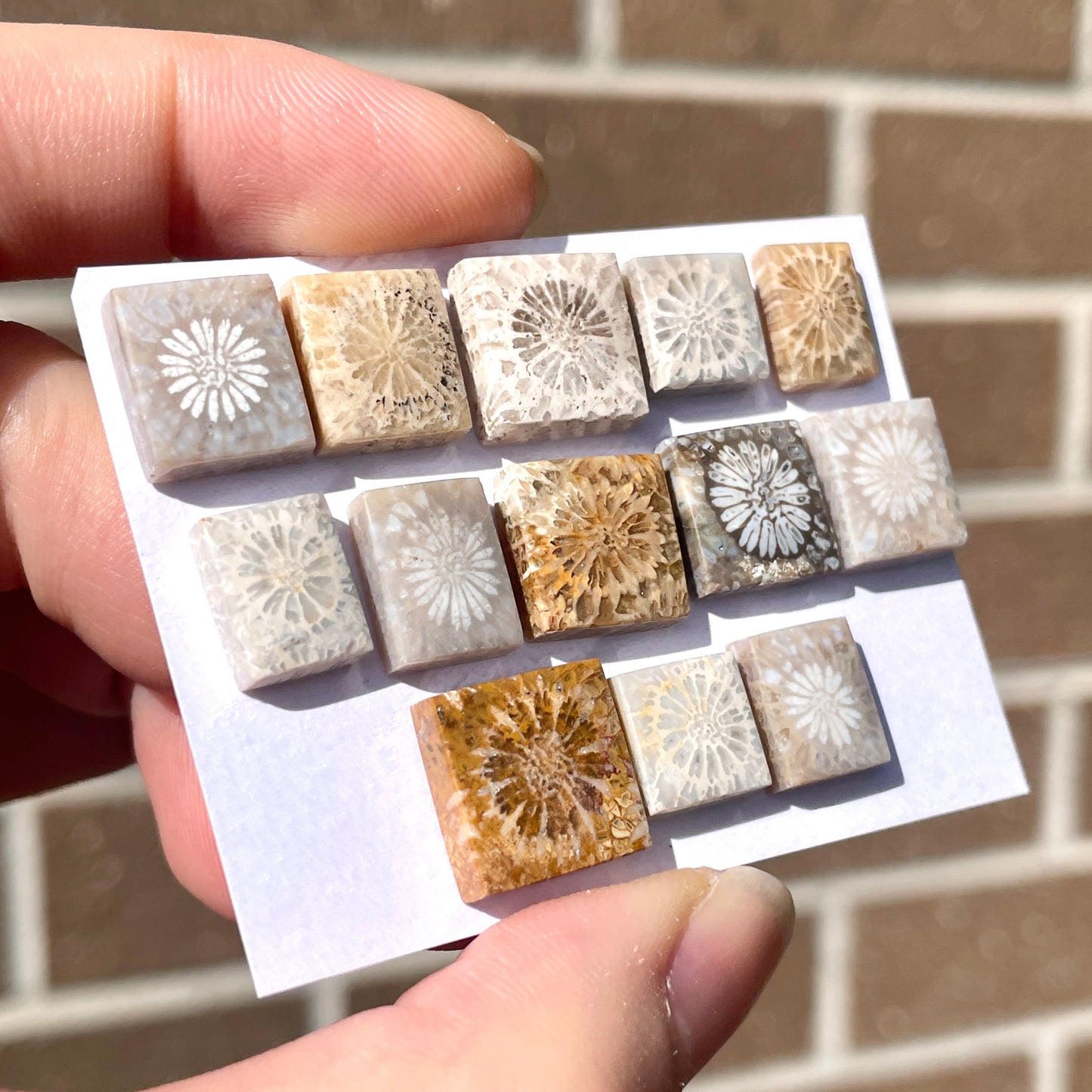 9-13mm Fossilized (Fossil) Coral Rectangle/Square Cabochon Smooth - Choose your Stone (W8)