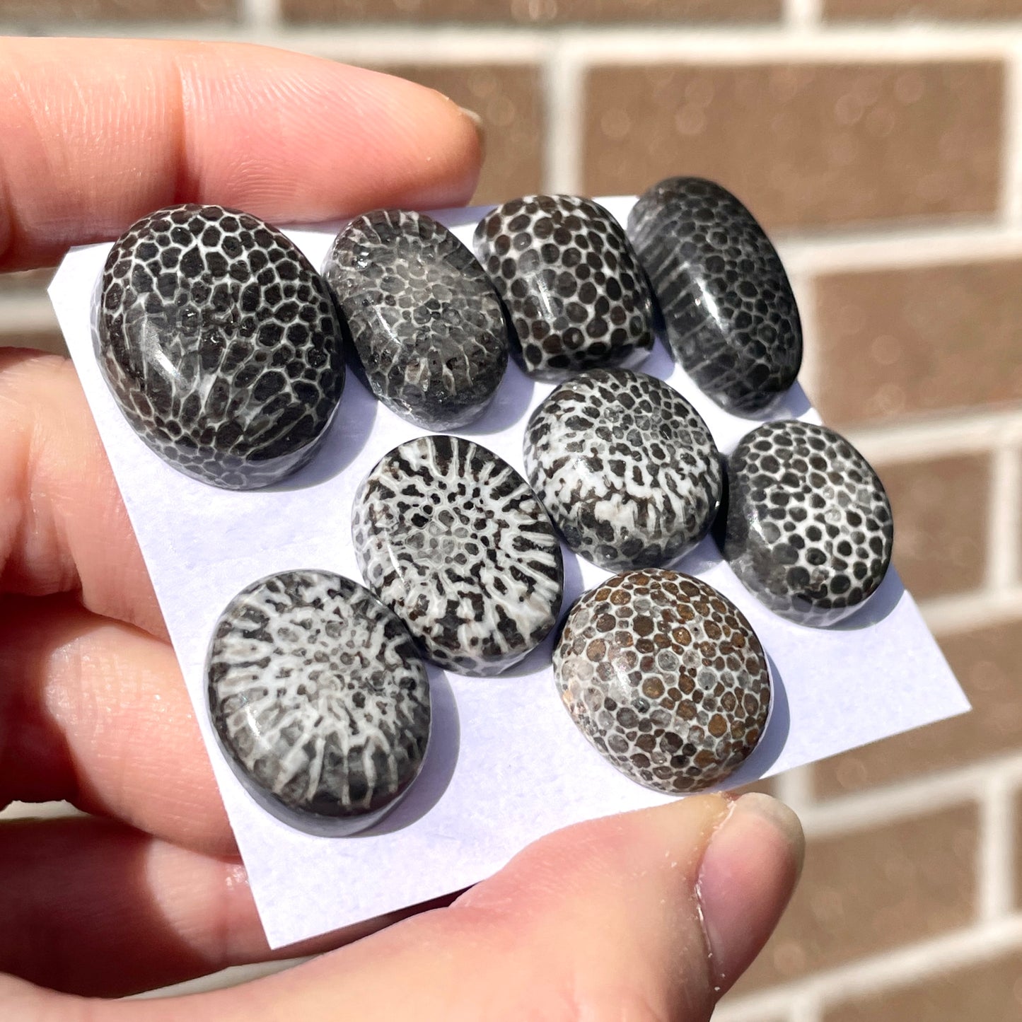 Stingray Coral Fossil Cabochon Smooth - Choose your Stone (W8)