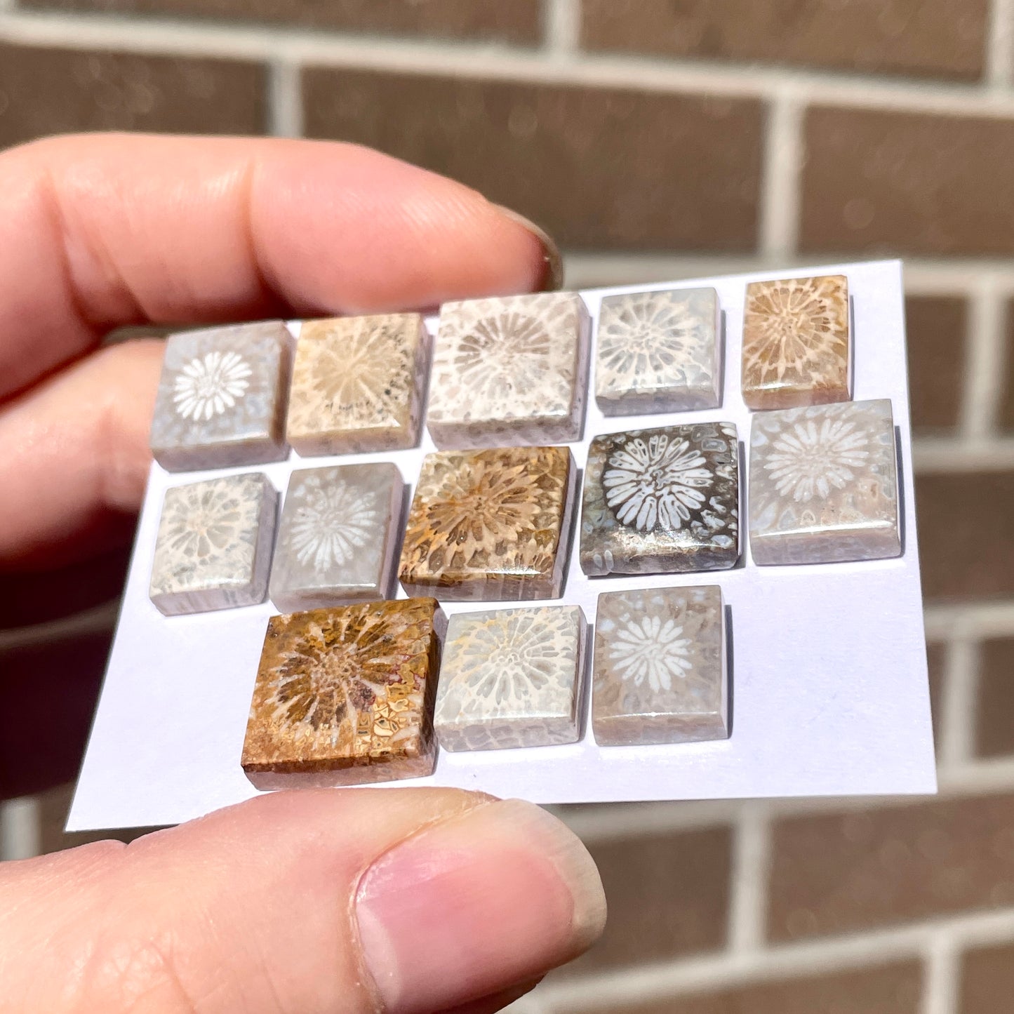 9-13mm Fossilized (Fossil) Coral Rectangle/Square Cabochon Smooth - Choose your Stone (W8)