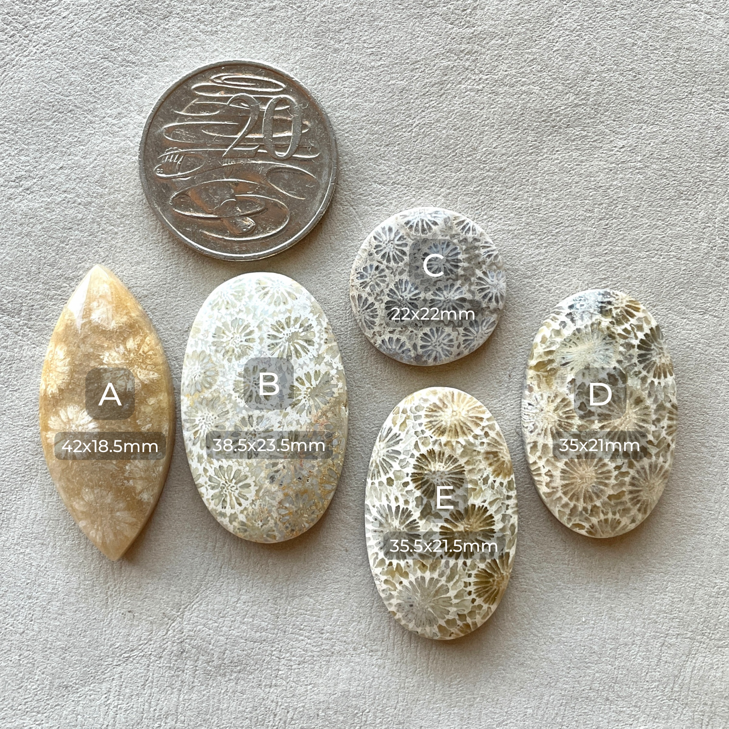 Fossil Coral Cabochon Smooth - Choose your Stone (A-W7)