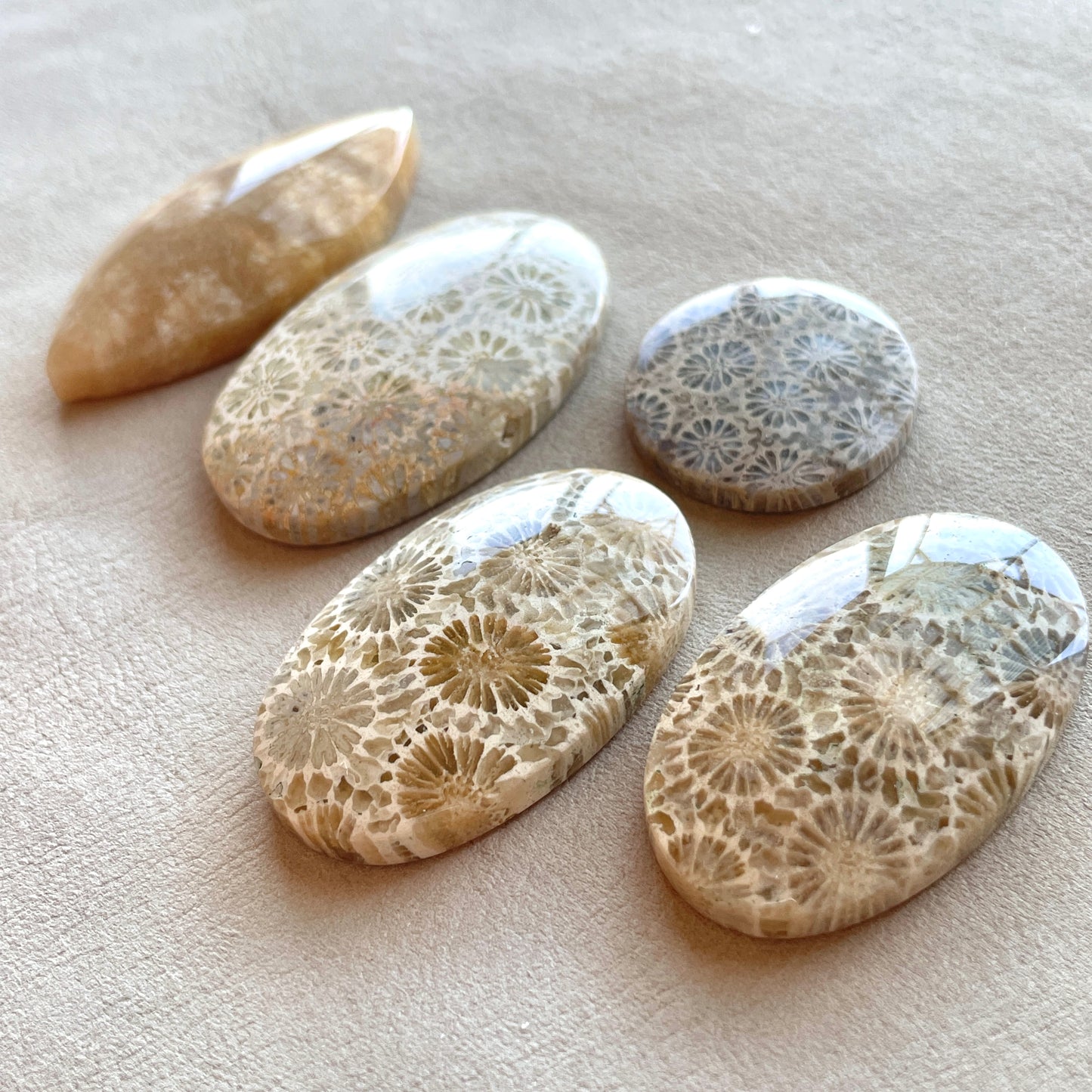 Fossil Coral Cabochon Smooth - Choose your Stone (A-W7)