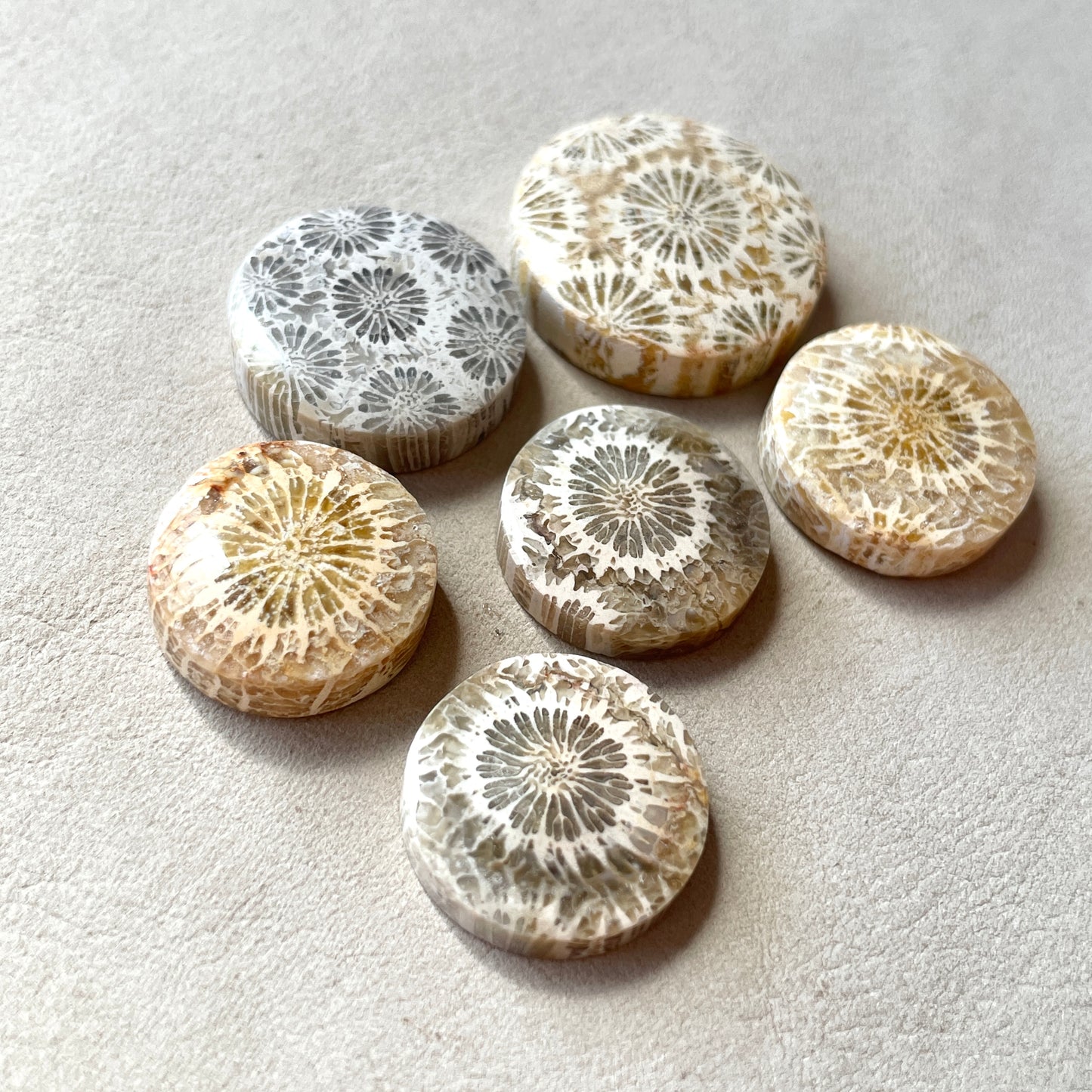 17-24mm Fossil Coral Round Cabochon Smooth - Choose your Stone (W8)
