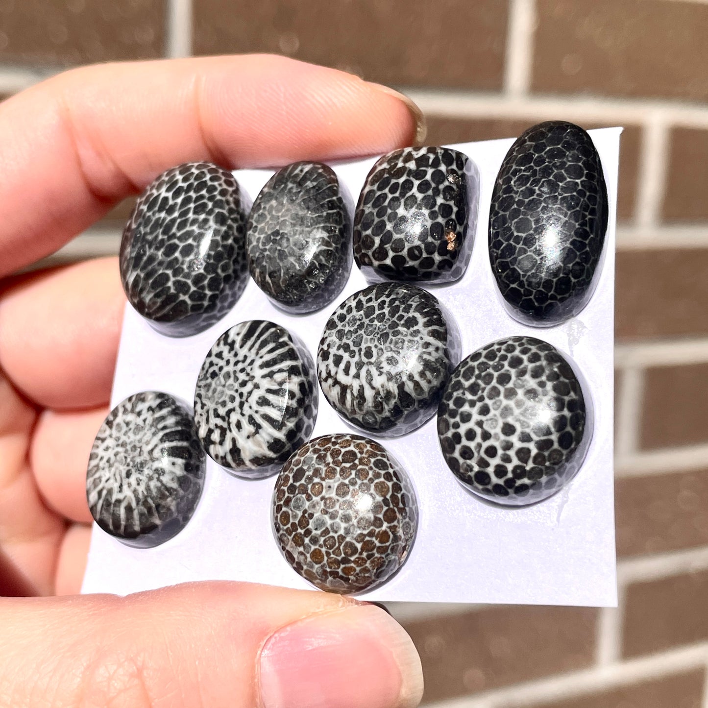 Stingray Coral Fossil Cabochon Smooth - Choose your Stone (W8)