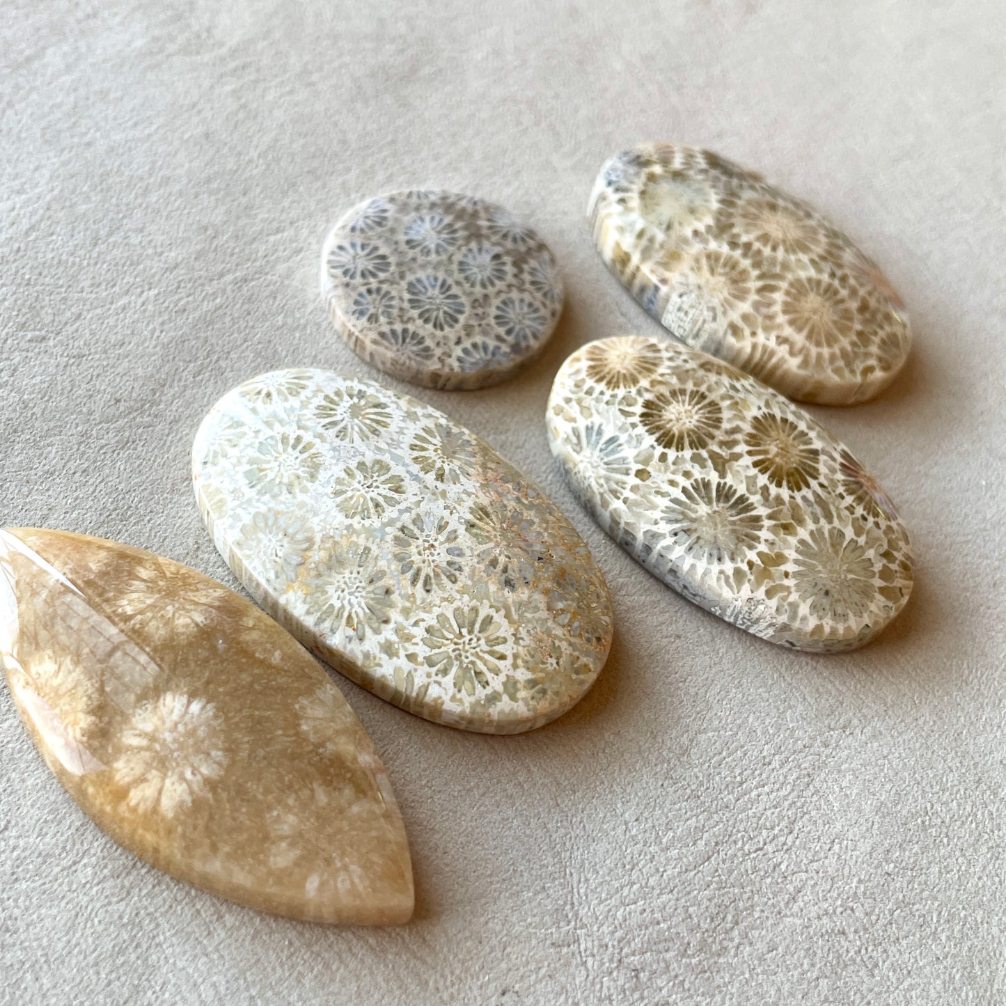 Fossil Coral Cabochon Smooth - Choose your Stone (A-W7)
