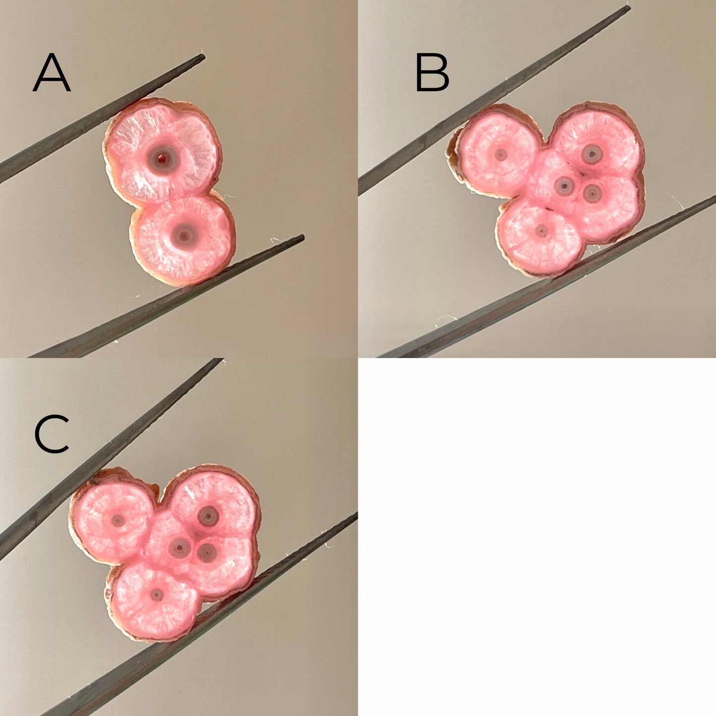 Argentina Rhodochrosite Stalactite Slice/Cabochon Polished - Choose your Slice (W9)