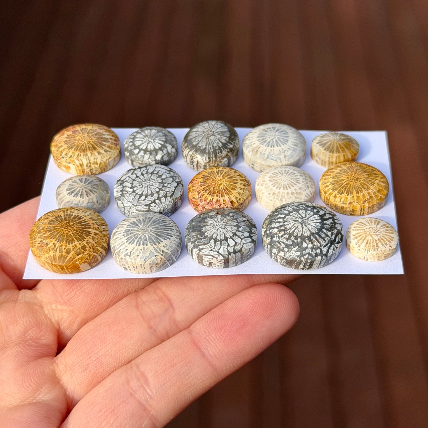 11-17mm Fossil Coral Round Cabochon Smooth - Choose your Stone (W6-B)