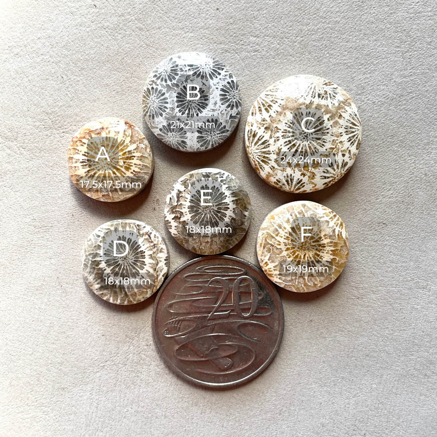 17-24mm Fossil Coral Round Cabochon Smooth - Choose your Stone (W8)