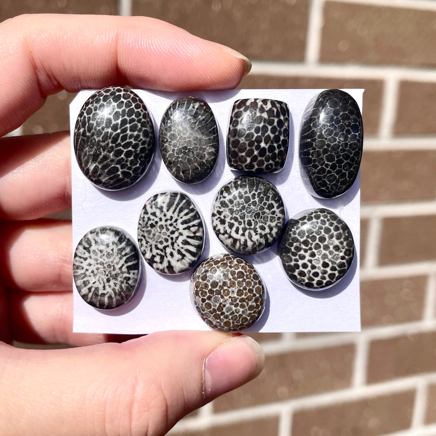 Stingray Coral Fossil Cabochon Smooth - Choose your Stone (W8)