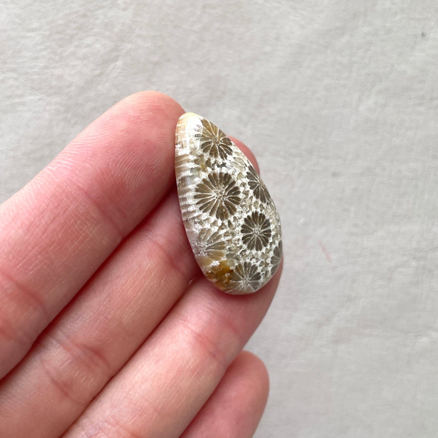 Fossil Coral Teardrop Cabochon - 30.5x17mm (W7)