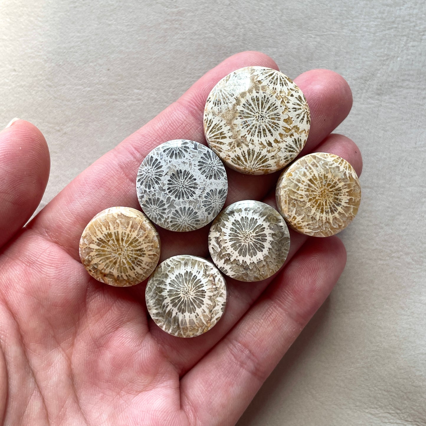 17-24mm Fossil Coral Round Cabochon Smooth - Choose your Stone (W8)