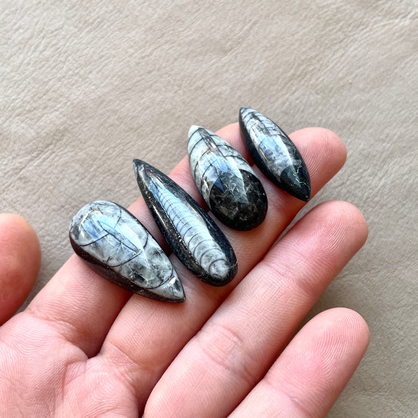 Orthoceras Fossil Cabochon - Choose your Stone (W2)