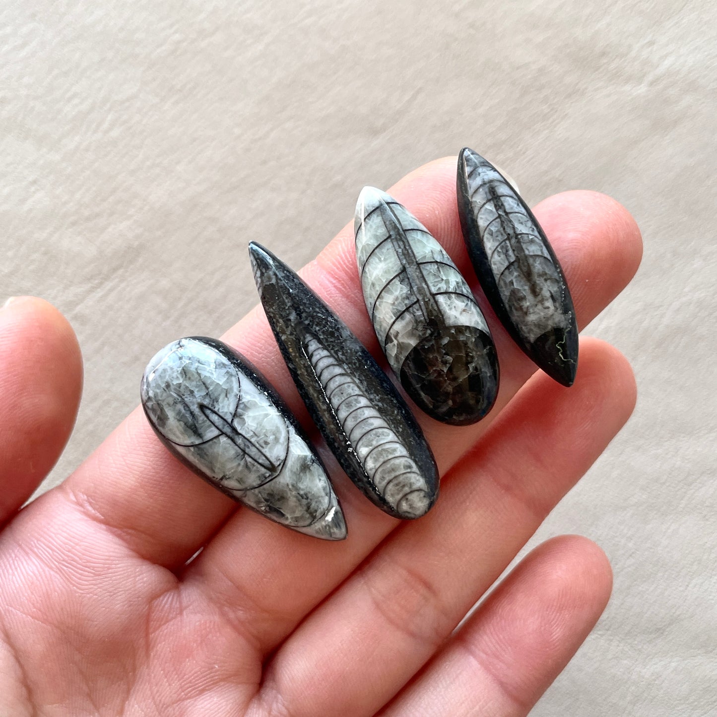Orthoceras Fossil Cabochon - Choose your Stone (W2)