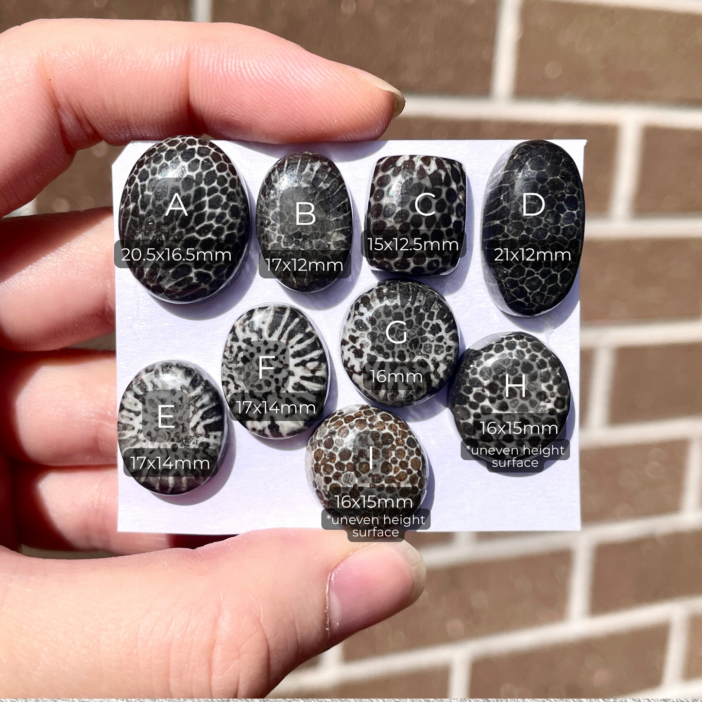 Stingray Coral Fossil Cabochon Smooth - Choose your Stone (W8)