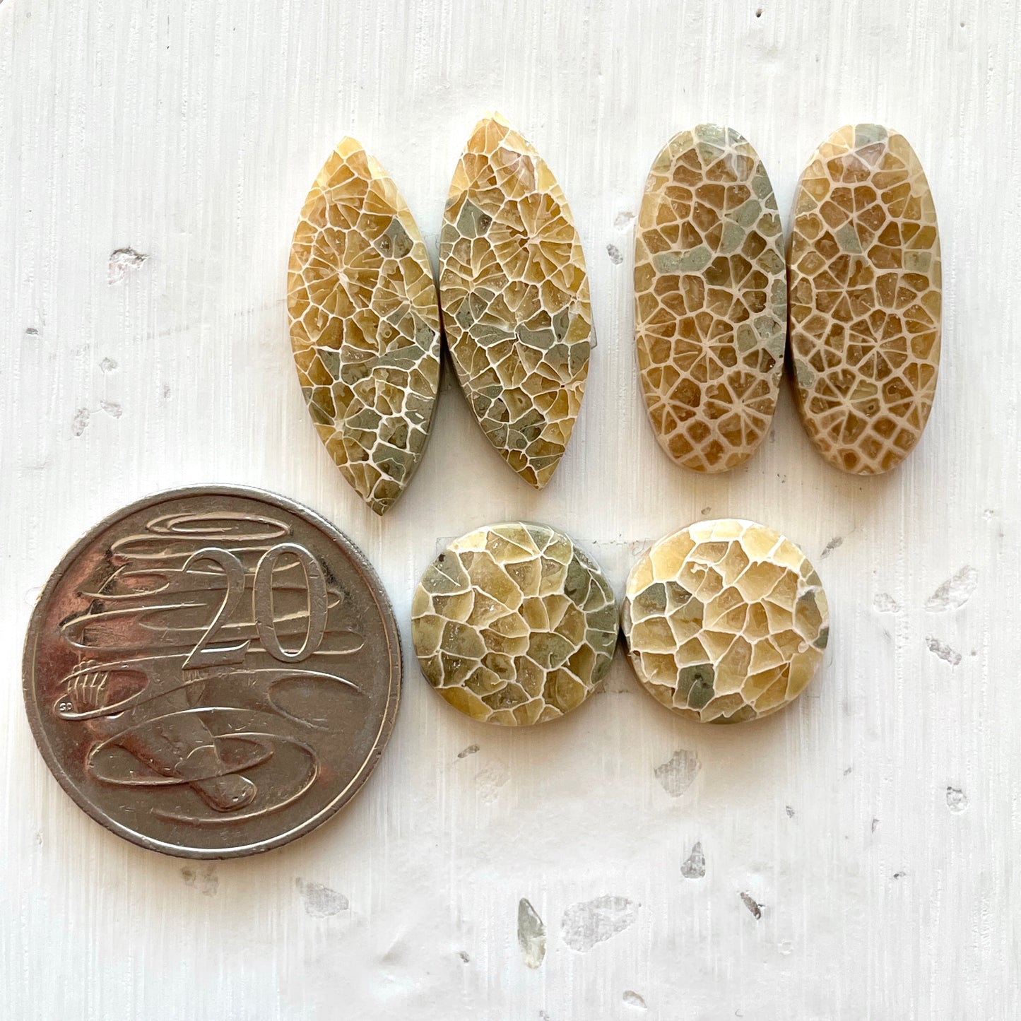 Honeycomb Fossil Coral Cabochon Pairs - Choose your Pair (W2)
