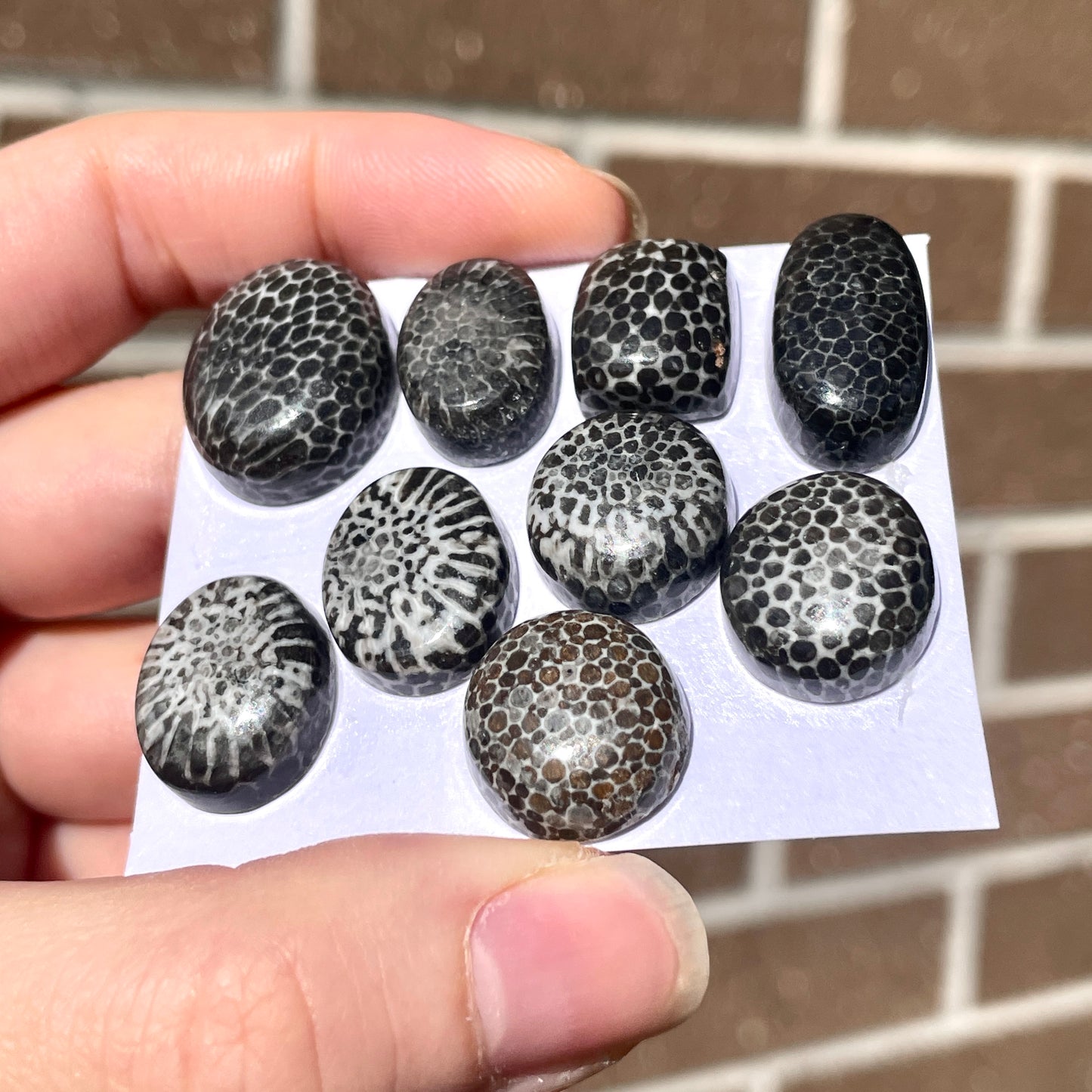 Stingray Coral Fossil Cabochon Smooth - Choose your Stone (W8)