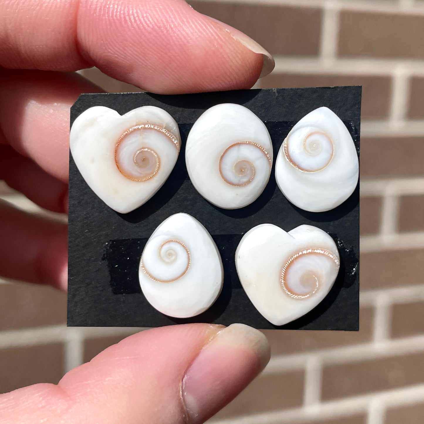 Operculum Shell (Shiva's Eye) Cabochon Smooth - Choose your Stone (W5)