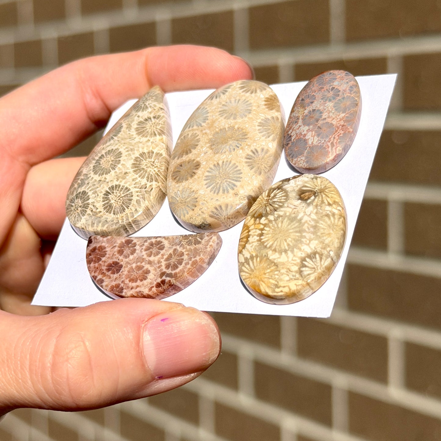25-42mm Fossilised Coral Cabochon Smooth - Choose your Stone (W14)