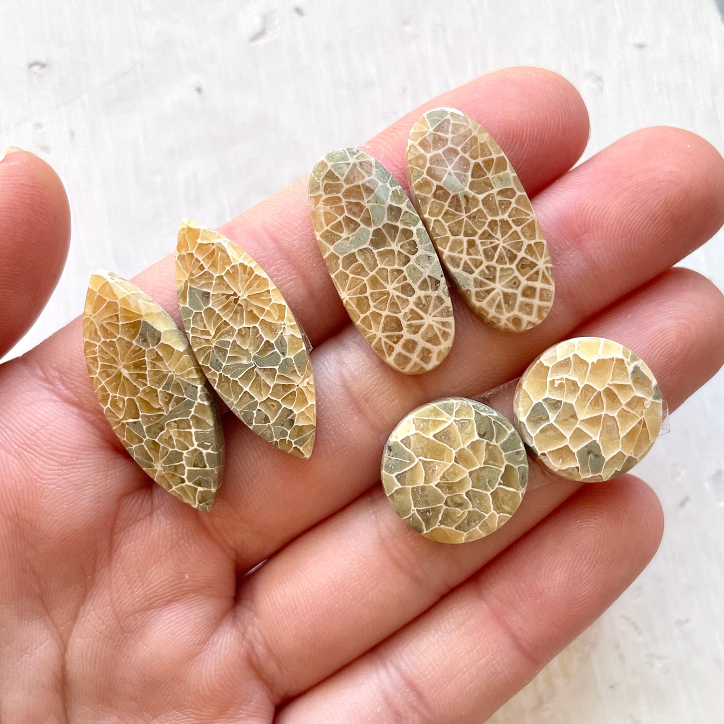 Honeycomb Fossil Coral Cabochon Pairs - Choose your Pair (W2)