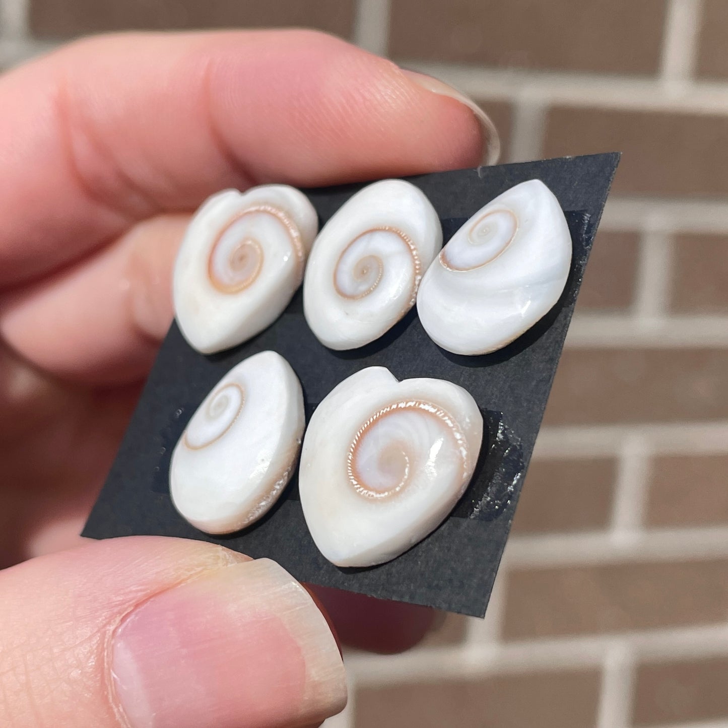 Operculum Shell (Shiva's Eye) Cabochon Smooth - Choose your Stone (W5)