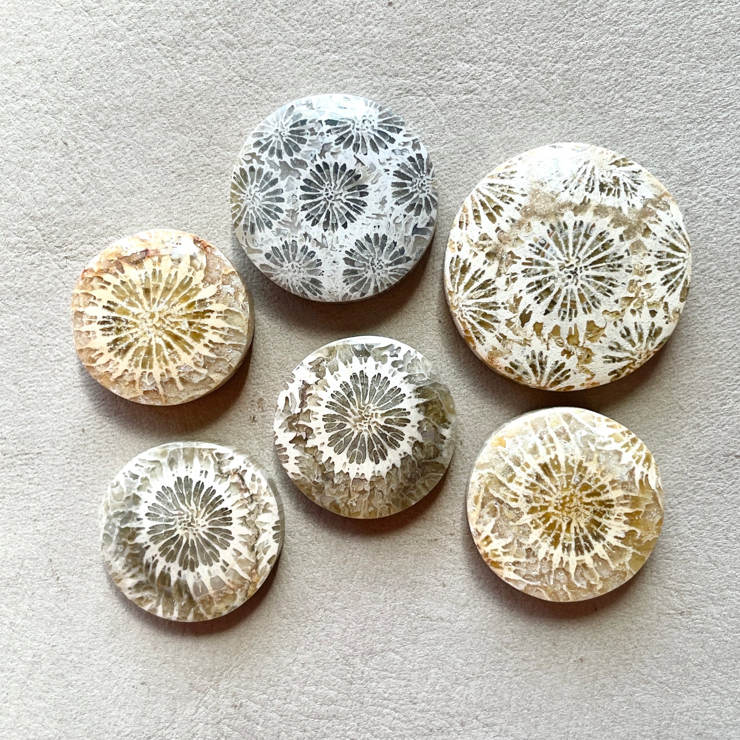 17-24mm Fossil Coral Round Cabochon Smooth - Choose your Stone (W8)