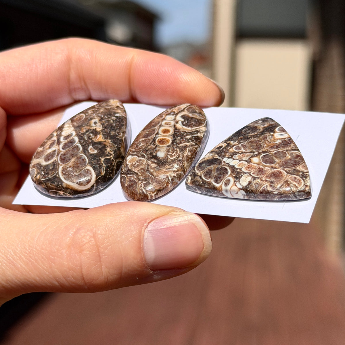 28-37mm Turritella Agate Cabochon Smooth - Choose your Stone (W15-EY)