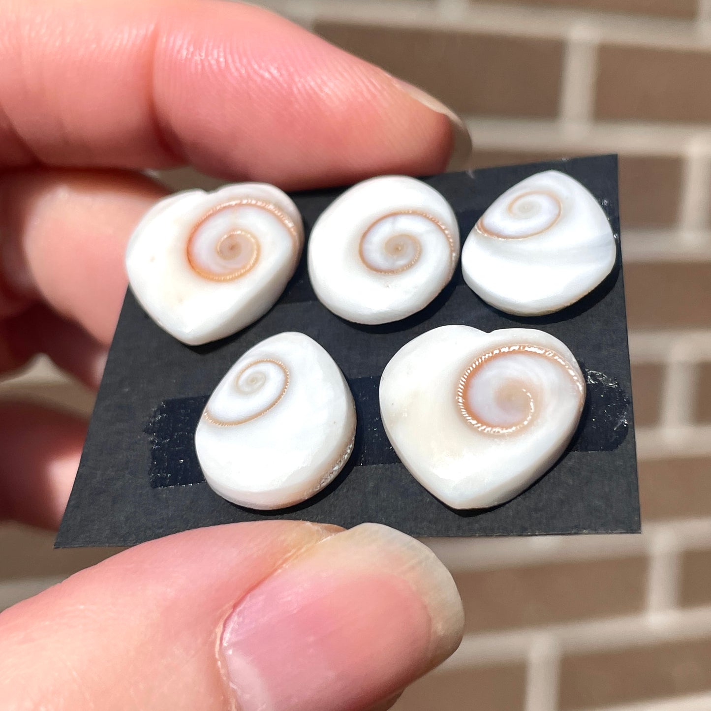 Operculum Shell (Shiva's Eye) Cabochon Smooth - Choose your Stone (W5)