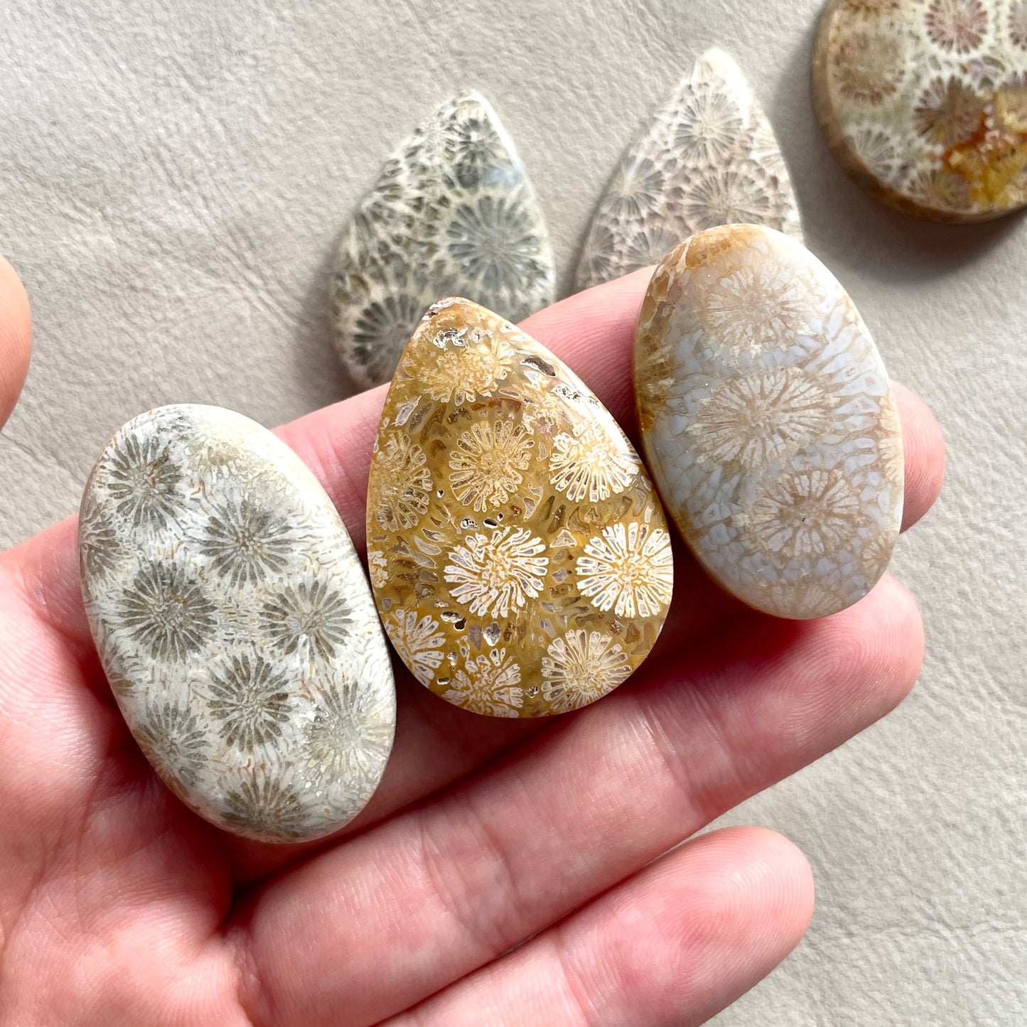 Fossil Coral Cabochon Smooth - Choose your Stone (W8)