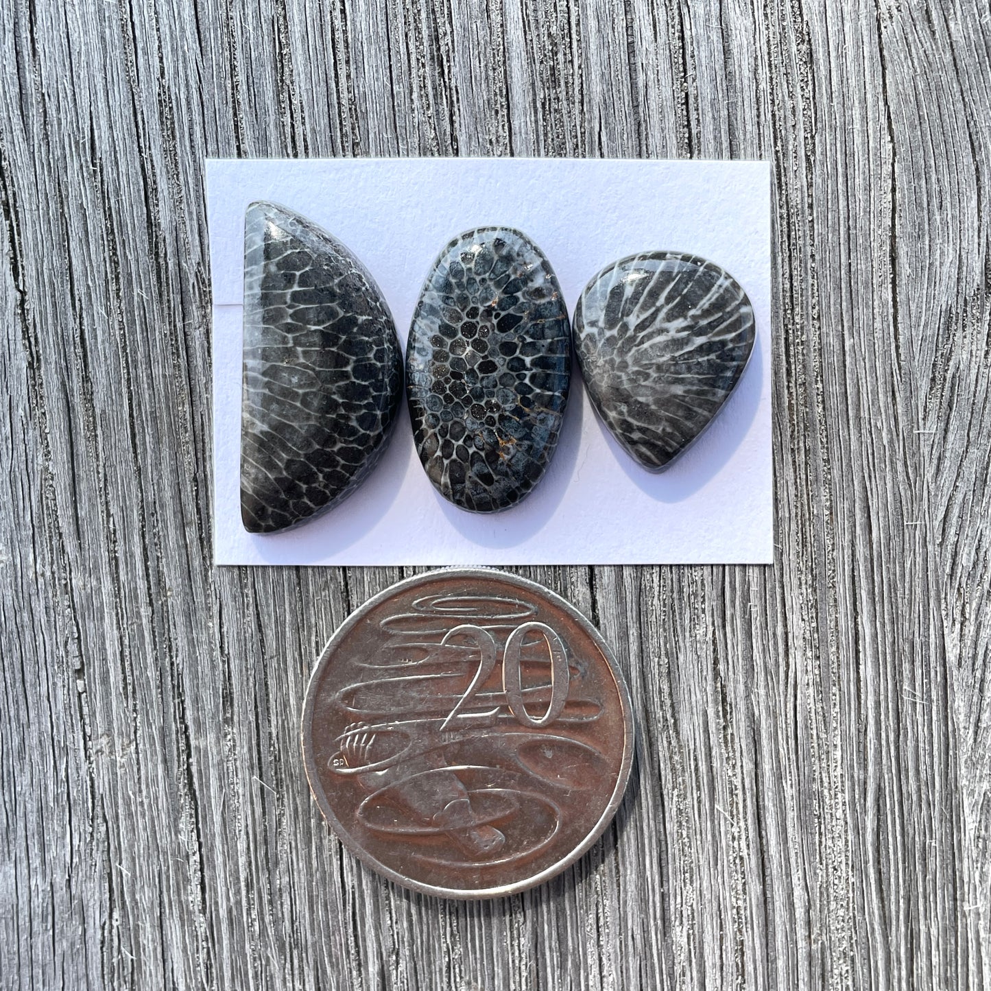 Black Fossil Coral Cabochon Smooth - Choose your Stone (W6)