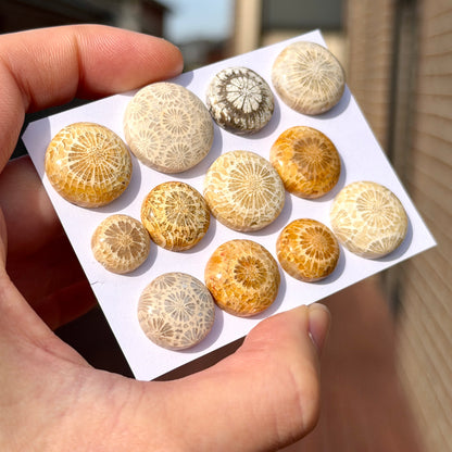 11-19mm Fossil Coral Round Cabochon Smooth - Choose your Stone (W15-F)