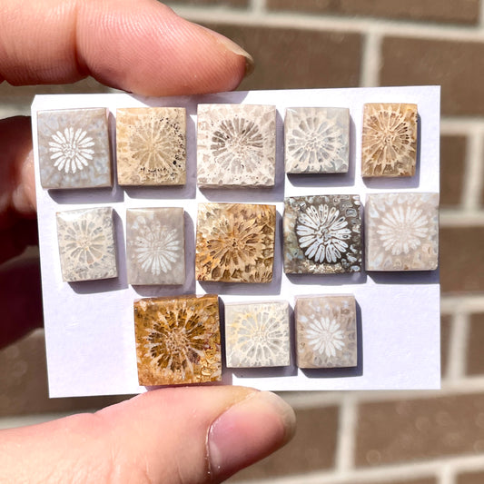 9-13mm Fossil Coral Rectangle/Square Cabochon Smooth - Choose your Stone (W8)