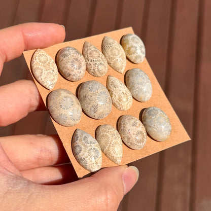 Fossil Coral Cabochon Smooth - Choose your Stone (W10)