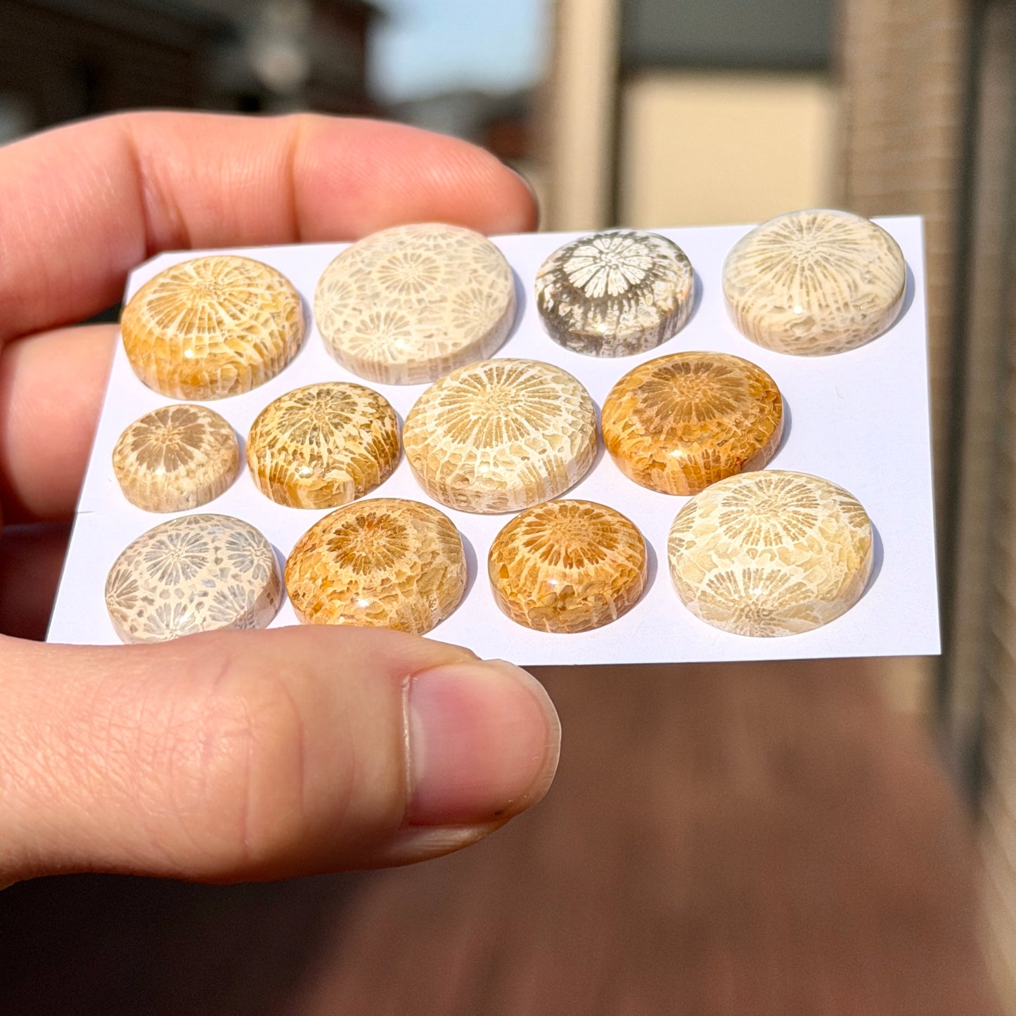 11-19mm Fossil Coral Round Cabochon Smooth - Choose your Stone (W15-F)