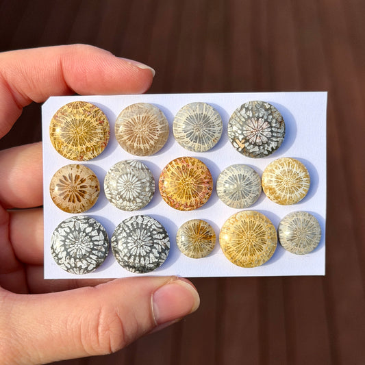 11-17mm Fossil Coral Round Cabochon Smooth - Choose your Stone (W6-A)