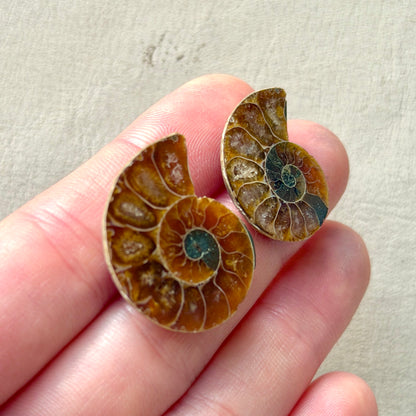Ammonite Fossil Specimen / Polished Slices - Choose your Stone (W5-EY)