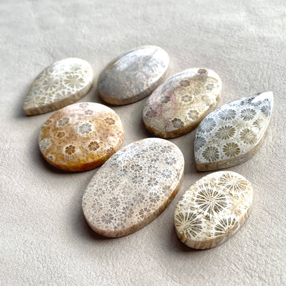 27-42mm Fossilized (Fossil) Coral Cabochon Smooth - Choose your Stone (W2)