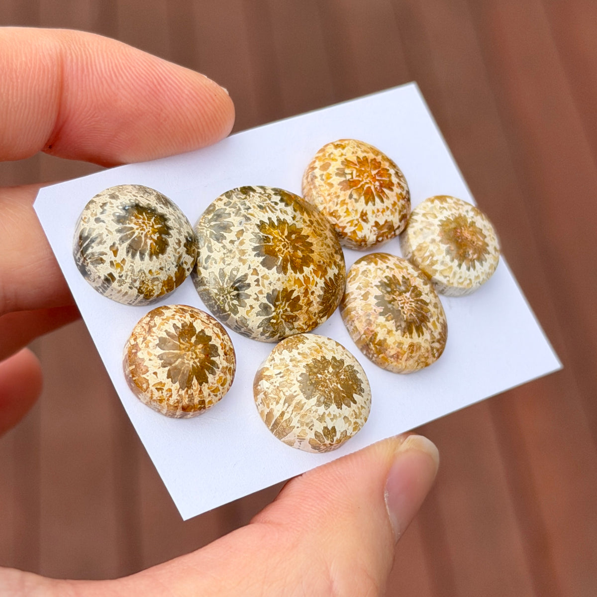 13-20mm Cream Fossilised Coral Cabochon Smooth - Choose your Stone (C)(W17)