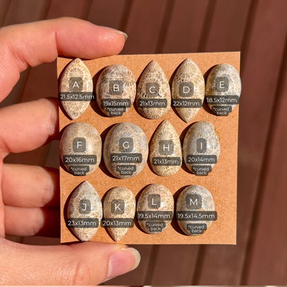 Fossil Coral Cabochon Smooth - Choose your Stone (W10)