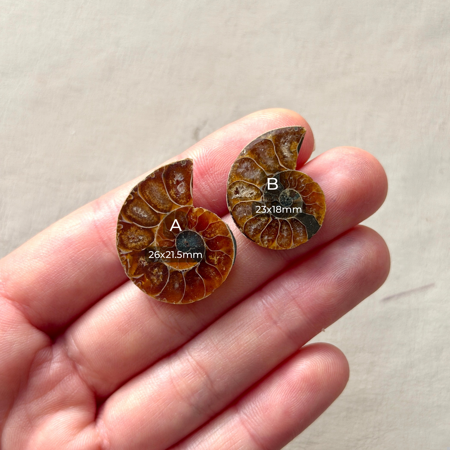 Ammonite Fossil Specimen / Polished Slices - Choose your Stone (W5-EY)
