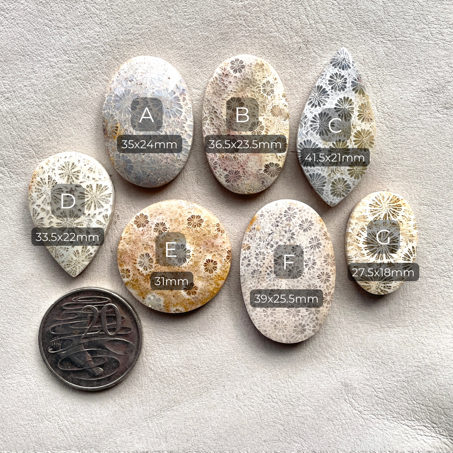 27-42mm Fossilized (Fossil) Coral Cabochon Smooth - Choose your Stone (W2)