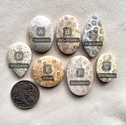 27-42mm Fossilized (Fossil) Coral Cabochon Smooth - Choose your Stone (W2)
