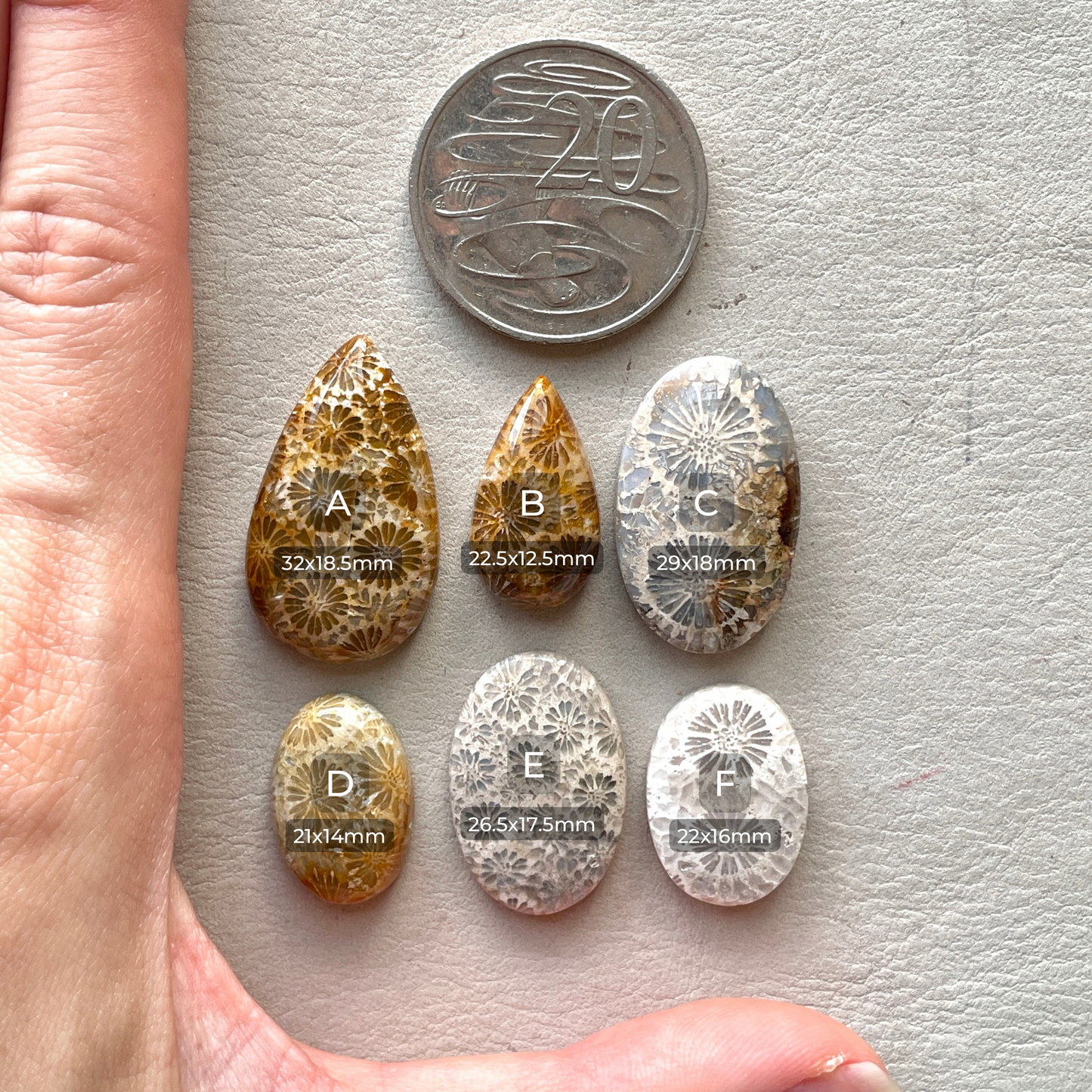 21-32mm Fossilized (Fossil) Coral Cabochon Smooth - Choose your Stone (W7)