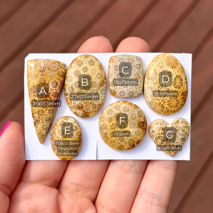 16-35mm Fossil Coral Cabochon Smooth - Choose your Stone (W13)