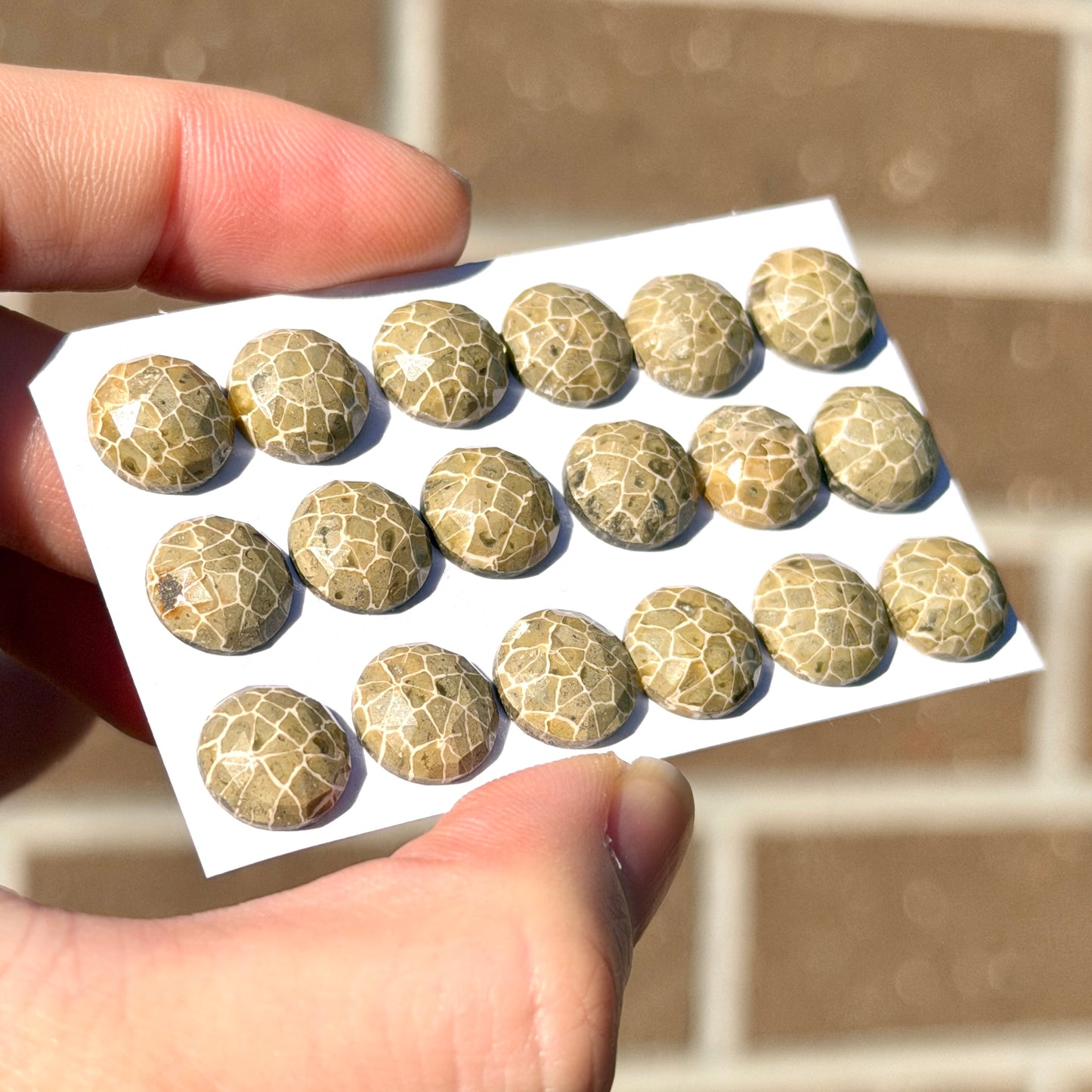 10mm Fossil Coral Round Cabochon Rose cut - Choose your Stone (W14)