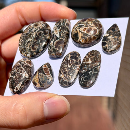 17-29mm Turritella Agate Cabochon Smooth - Choose your Stone (W15-EY)