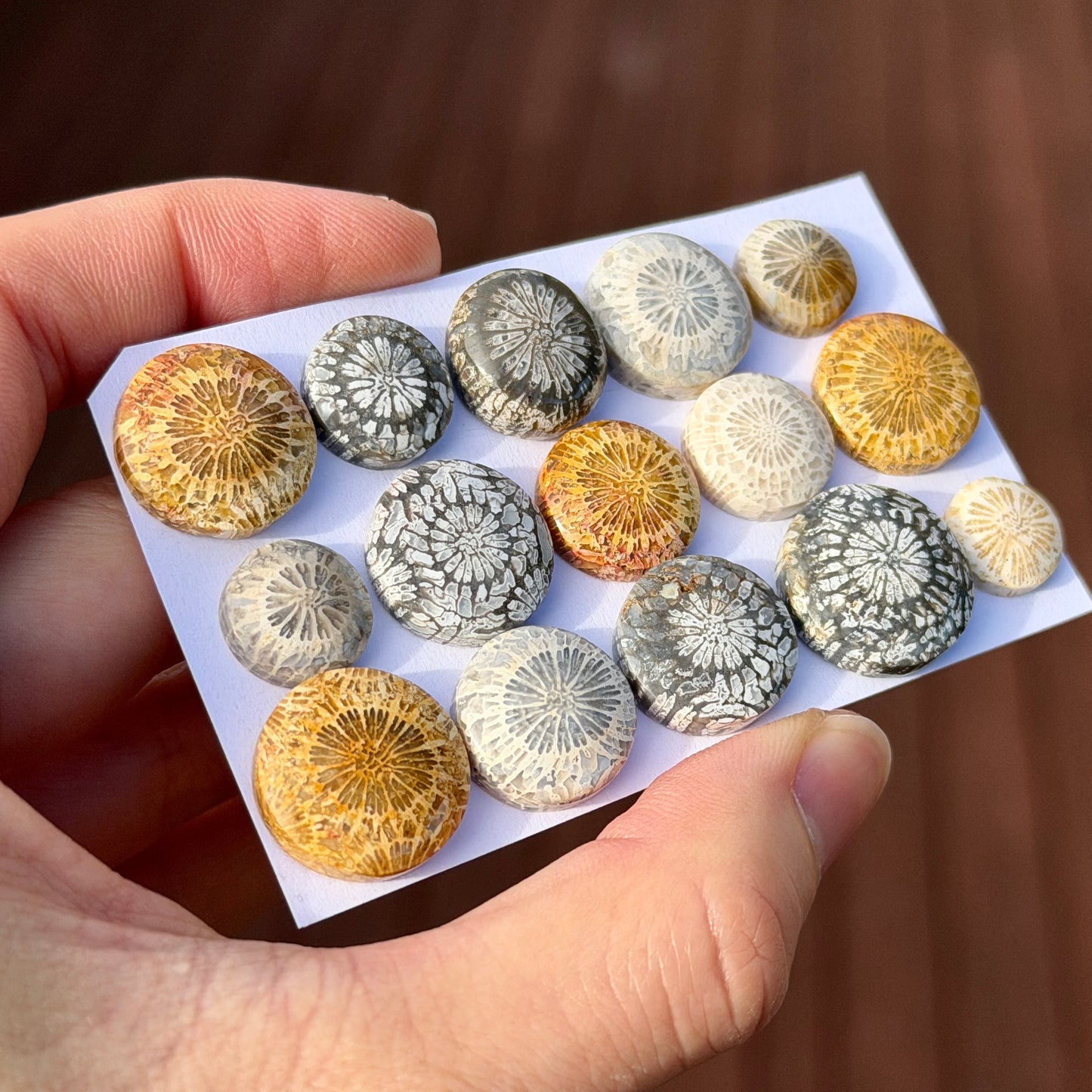 11-17mm Fossil Coral Round Cabochon Smooth - Choose your Stone (W6-B)